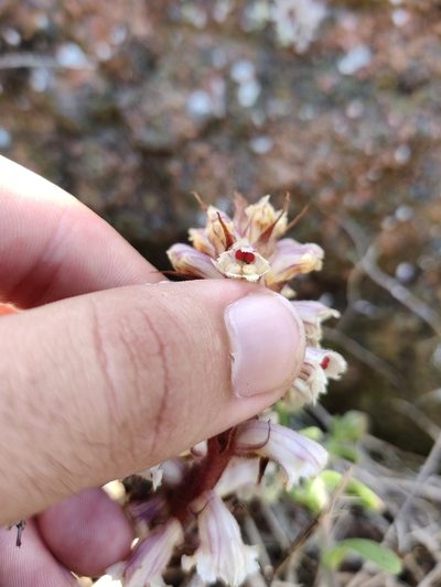 Orobanche calendulae, photographed by Vicente Lopes