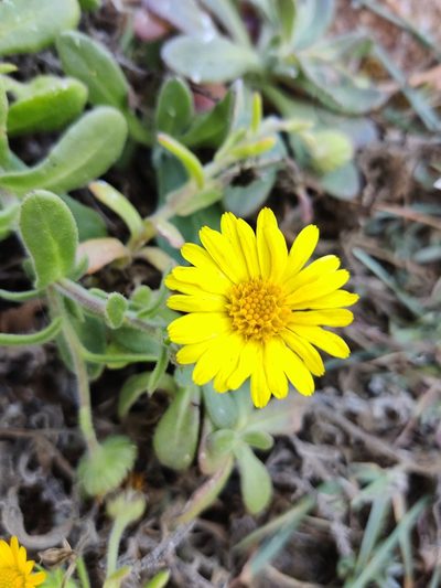 Calendula suffruticosa, photographed by Vicente Lopes