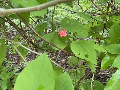 Malvaviscus arboreus, photographed by Noah Yawn
