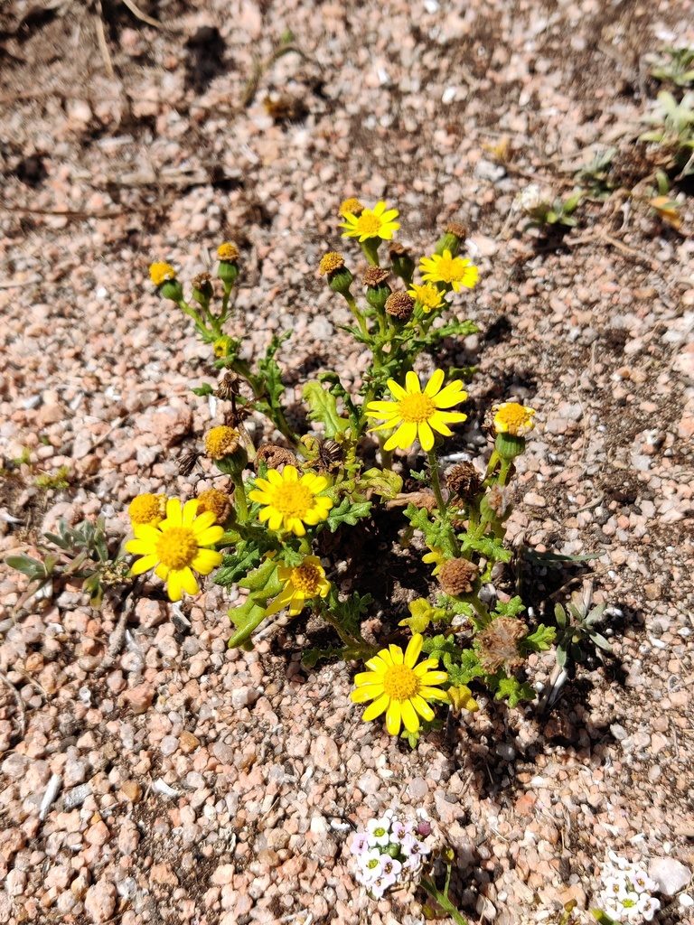 Senecio gallicus, photographed by Vicente Lopes