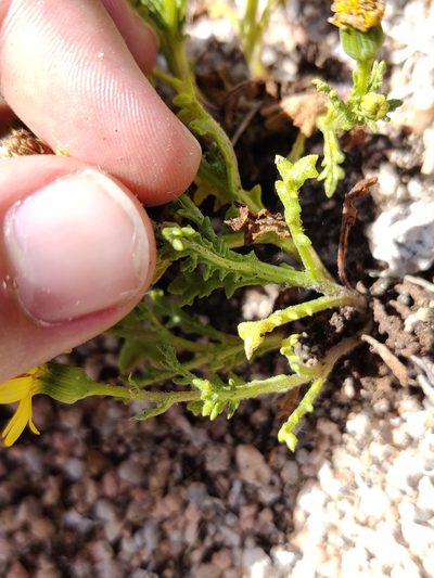 Senecio gallicus, photographed by Vicente Lopes
