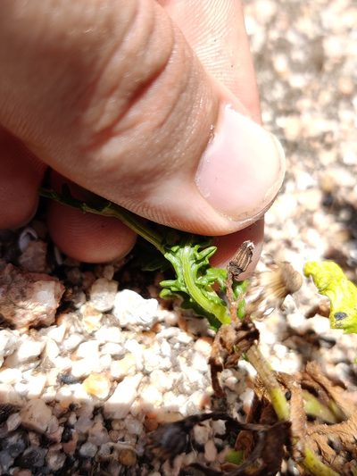 Senecio gallicus, photographed by Vicente Lopes