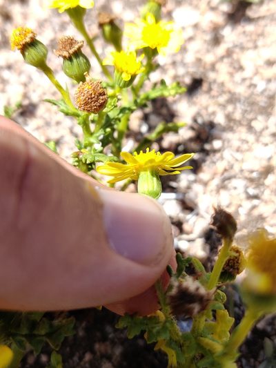 Senecio gallicus, photographed by Vicente Lopes