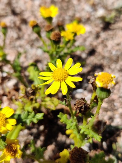 Senecio gallicus, photographed by Vicente Lopes
