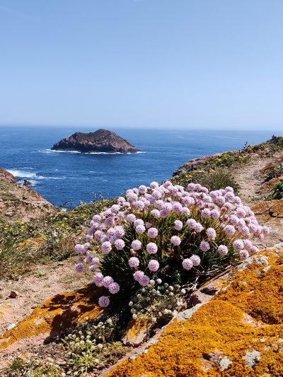 Armeria berlengensis, photographed by Vicente Lopes