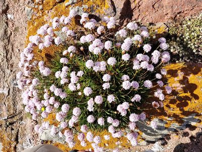 Armeria berlengensis, photographed by Vicente Lopes