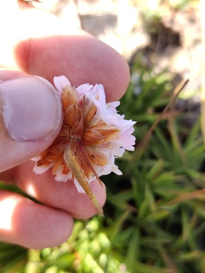 Armeria berlengensis, photographed by Vicente Lopes
