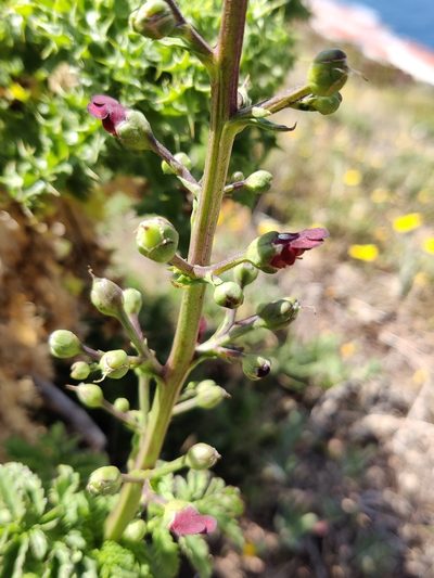 Scrophularia sublyrata, photographed by Vicente Lopes