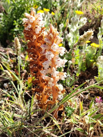 Orobanche calendulae, photographed by Vicente Lopes