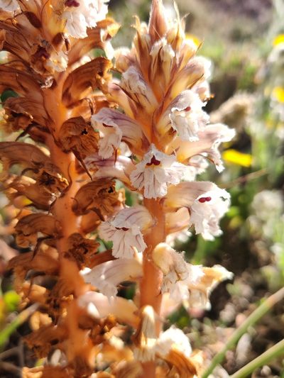 Orobanche calendulae, photographed by Vicente Lopes