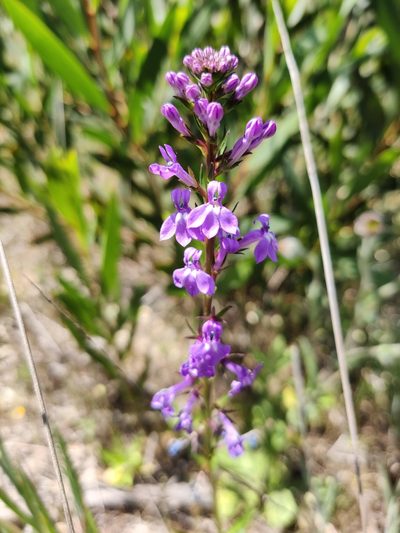 Lobelia urens, photographed by Vicente Lopes
