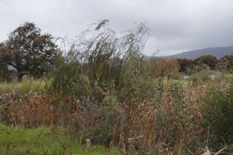 Salix babylonica, photographed by Tony Rebelo