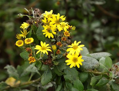 Chrysanthemoides monilifera, photographed by Tony Rebelo
