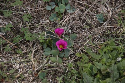 Oxalis purpurea, photographed by Tony Rebelo