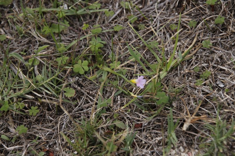 Oxalis caprina, photographed by Tony Rebelo