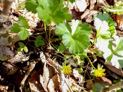 Waldsteinia fragarioides, photographed by CatherineK