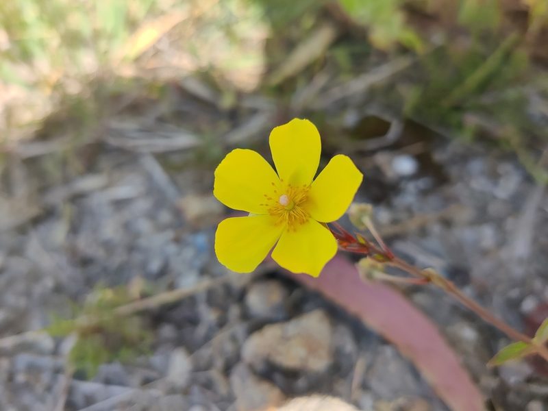 Tuberaria lignosa, photographed by Vicente Lopes