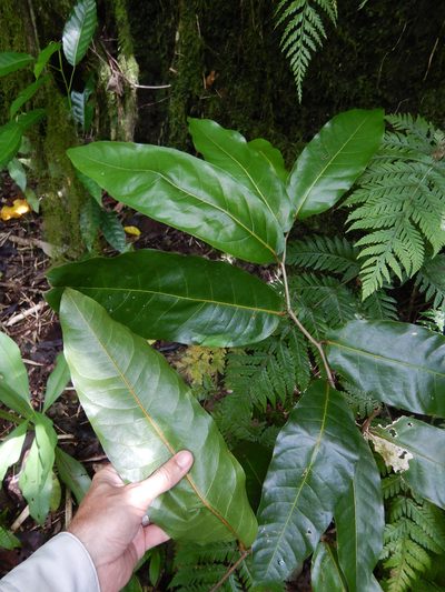Inocarpus fagifer, photographed by Jon Sullivan