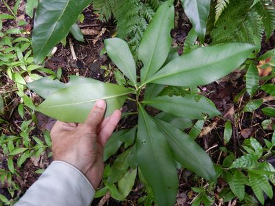Ardisia elliptica, photographed by Jon Sullivan