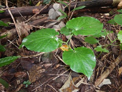 Piper latifolium, photographed by Jon Sullivan