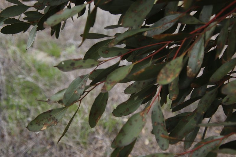 Eucalyptus conferruminata, photographed by Tony Rebelo