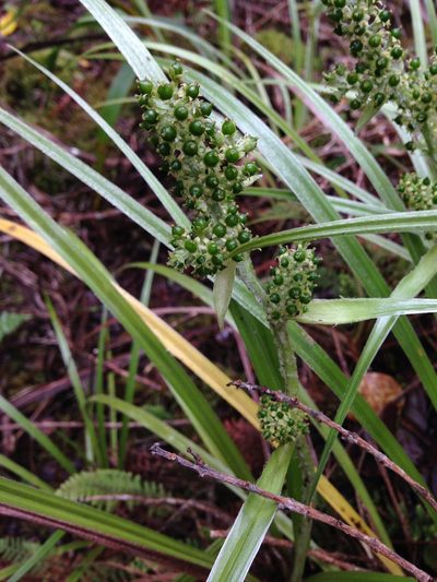 Astelia argyrocoma, photographed by Loren Cassin Sackett