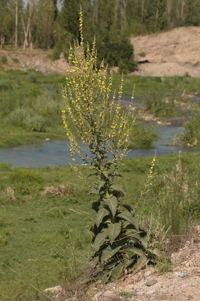 Verbascum songaricum, photographed by Вячеслав Юсупов