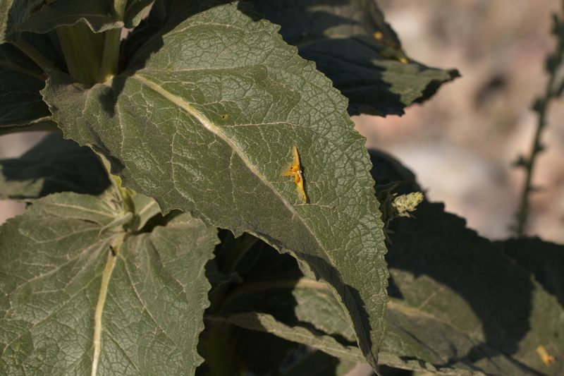 Verbascum songaricum, photographed by Вячеслав Юсупов