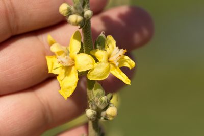 Verbascum songaricum, photographed by Вячеслав Юсупов