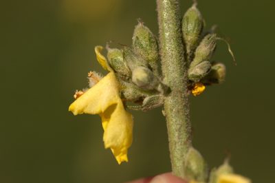 Verbascum songaricum, photographed by Вячеслав Юсупов