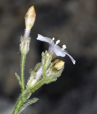 Aliciella hutchinsifolia, photographed by Steve Matson