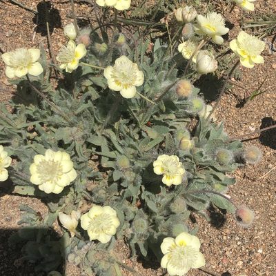Platystemon californicus, photographed by Marc Whitaker