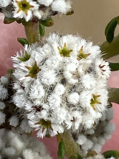 Phylica nigrita, photographed by Dave U