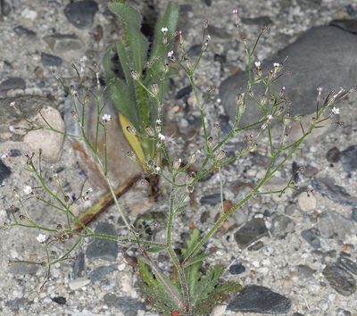 Aliciella triodon