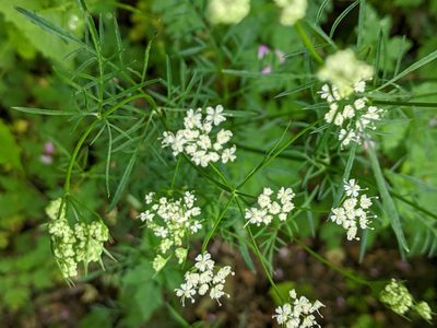 Conopodium majus, photographed by Piermario Maculan