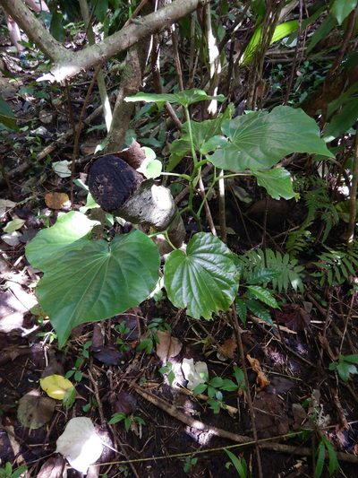 Piper latifolium, photographed by Jon Sullivan