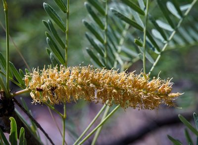 Neltuma odorata, photographed by Andrew Tree