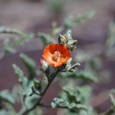 Sphaeralcea hastulata, photographed by Andrew Tree