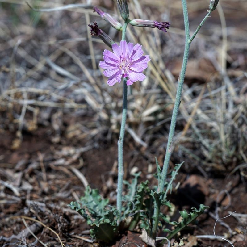 Stephanomeria thurberi, photographed by Andrew Tree