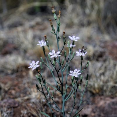 Stephanomeria pauciflora, photographed by Andrew Tree