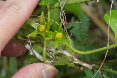 Gonolobus suberosus, photographed by Michelle W. （鍾偉瑋）