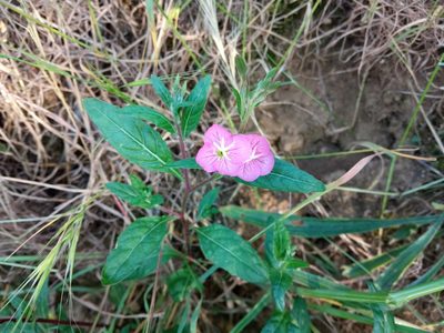 Oenothera rosea, photographed by Josep Gesti