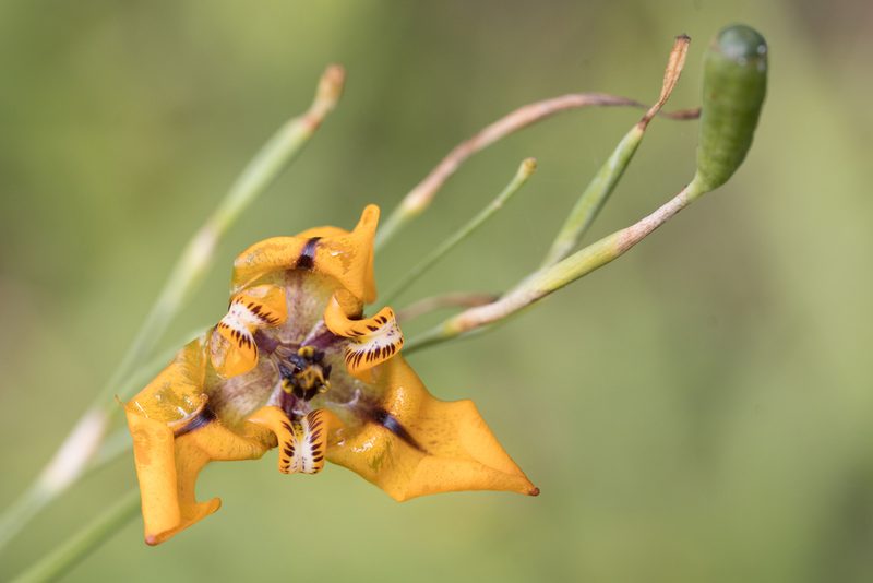 Cypella herbertii, photographed by Frank Thomas Sautter