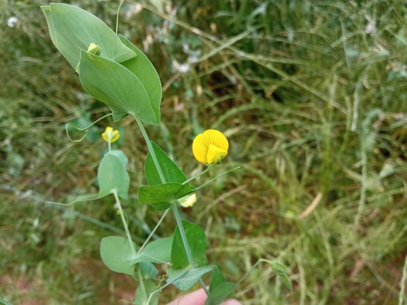Lathyrus aphaca, photographed by Josep Gesti