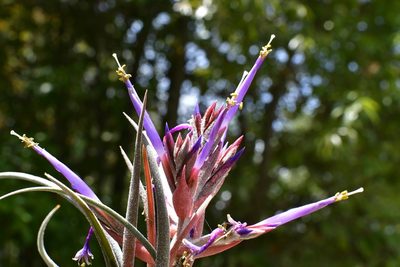 Tillandsia seleriana, photographed by Neptalí Ramírez Marcial