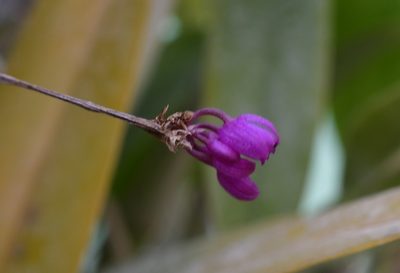 Domingoa purpurea, photographed by Neptalí Ramírez Marcial