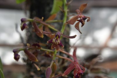 Epidendrum radioferens, photographed by Neptalí Ramírez Marcial