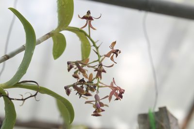 Epidendrum radioferens, photographed by Neptalí Ramírez Marcial