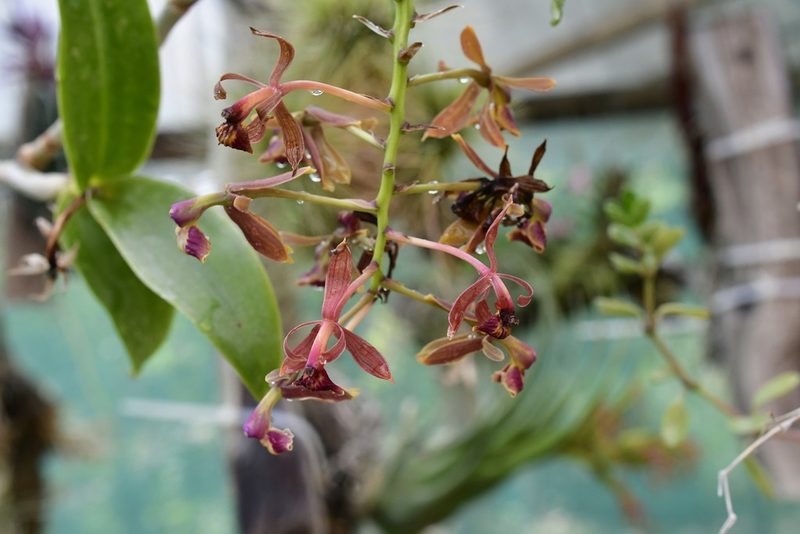 Epidendrum radioferens, photographed by Neptalí Ramírez Marcial