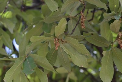 Quercus crispipilis, photographed by Neptalí Ramírez Marcial